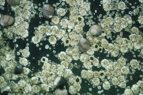 barnacles in Maine