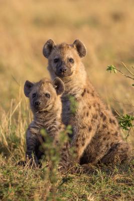 The social rank of a mother was felt deeply by her cubs. “Rank is super important,” says Akçay. “If you’re born to a lower-ranked mother, you are less likely to survive and to reproduce.” (Image: Kate Shaw Yoshida)