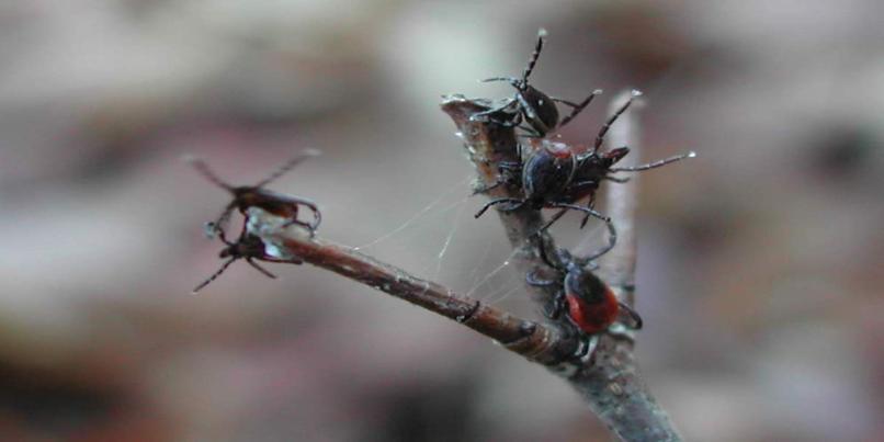 Photo: Black legged ticks