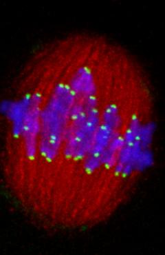 lampson-centromere