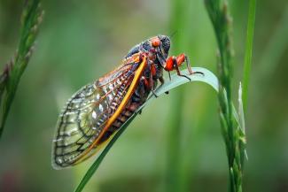 cicada