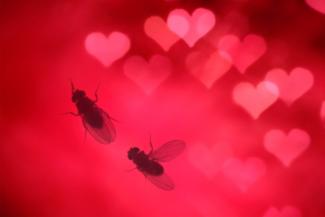 fruit fly courtship