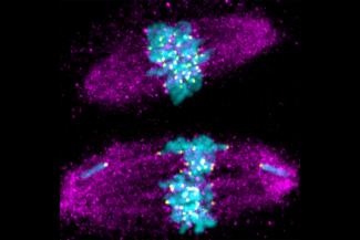 New findings reveal the varied roles of a key protein in cell division. When the protein Meikin is not properly cleaved before meiosis II, chromosomes do not align properly, causing problems in cell division (bottom image). Chromosomes are in blue and the cellular machinery that pulls them to opposite sides of the cell is in purple. (Image: Jun Ma)