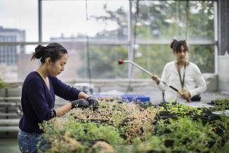 To study coevolution, the responsibilities of Nova Meng and Linda Wu included caring for plants in the Penn greenhouse. (Image: From July 2021, when masks were not required)