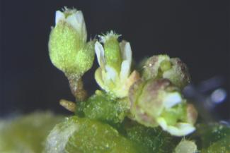 Using an experimental technique whereby flowers can be coaxed to form from plant roots, biologists led by Doris Wagner uncovered a protein that enables for the initial loosening of chromatin that can allow new proteins to be made and plants to take on different forms. (Image: Courtesy of the Wagner laboratory)